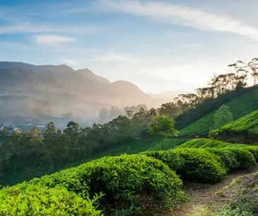 Munnar tea gardens, 2 nights 3 days package